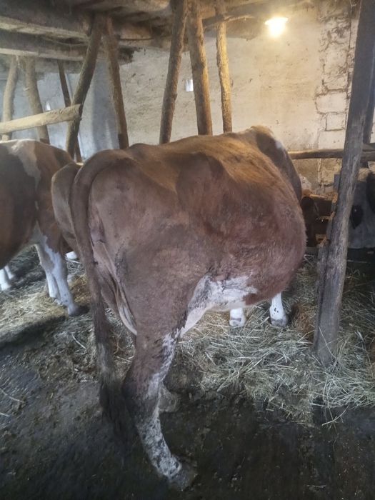 Vaca gestantă in luna 9