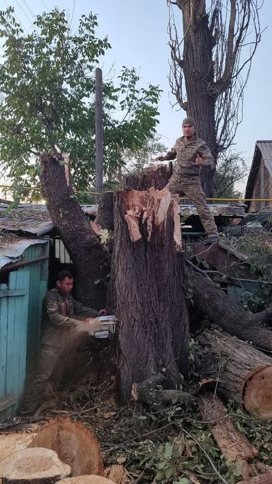Спил деревьев, обрезка, ағаш кесеміз