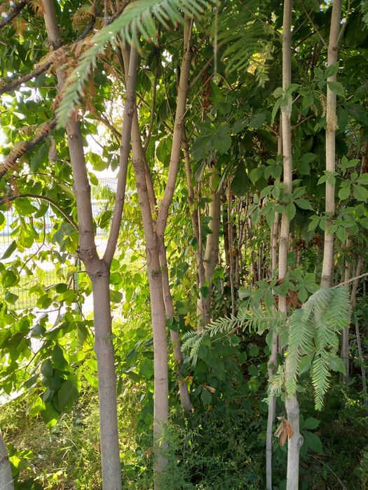 Каштаны есть от 2м до 5м количестве