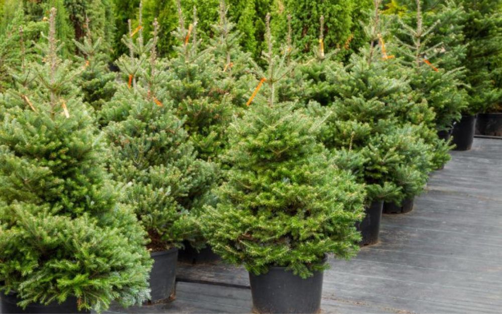 Vand brazi normandian-argintiu-picea punges