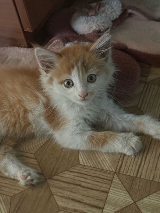 Отдам котёнка в добрые руки