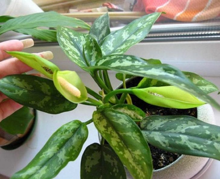 Продам аглаонему