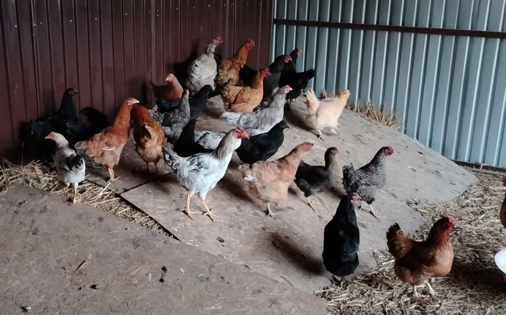 Продам домашних курочек.