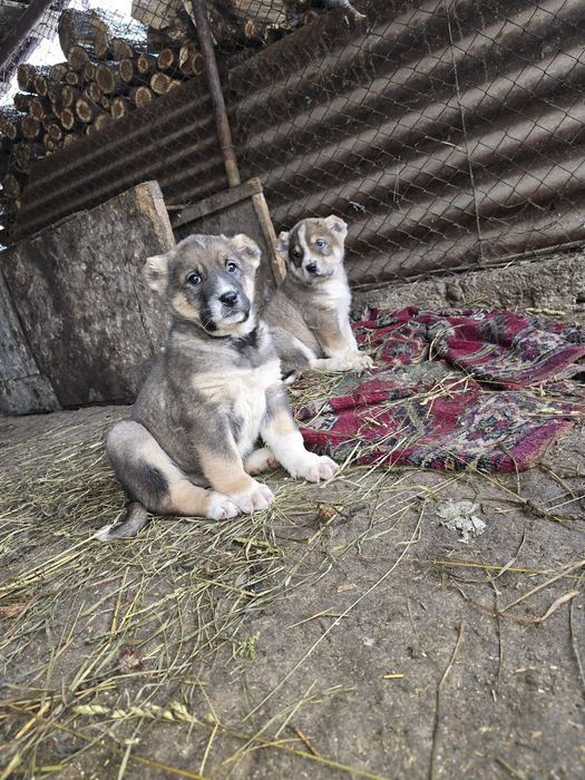 Продам щенка Тобета