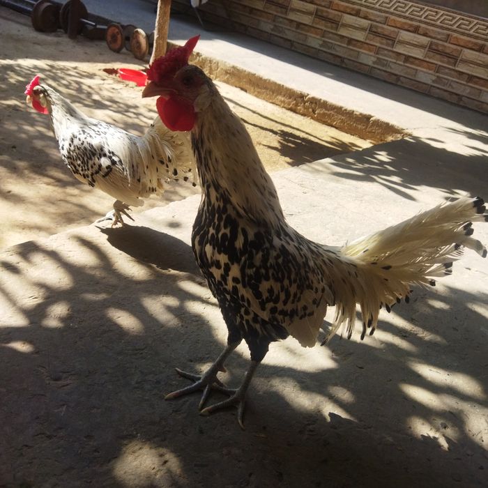 Yapon zotli gamburskiy zotli jojalarimiza sotuvda chiroyli dekarativni