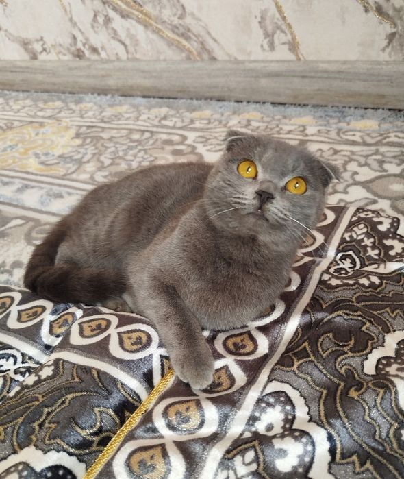 Скоттиш фолд киз бола мушук сотилади