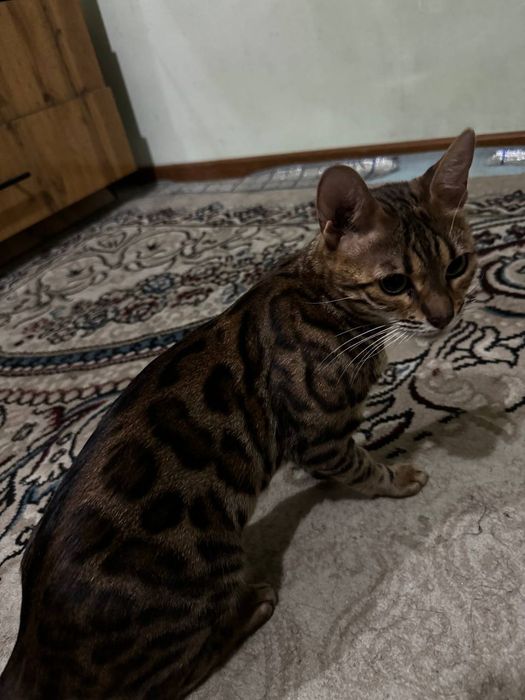 Bengaliskiy  mushun aqilli