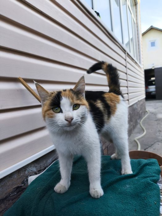 Отдам кошечку в добрые руки