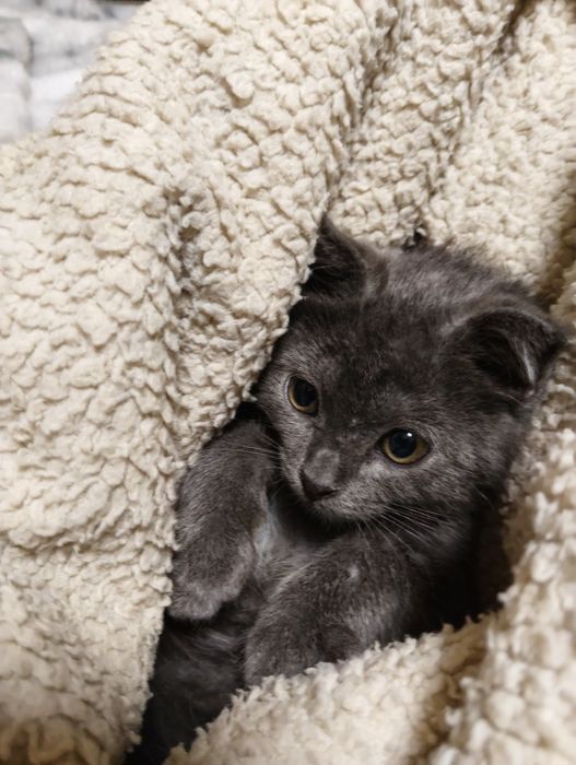 Кошечка серая 5 месяцев