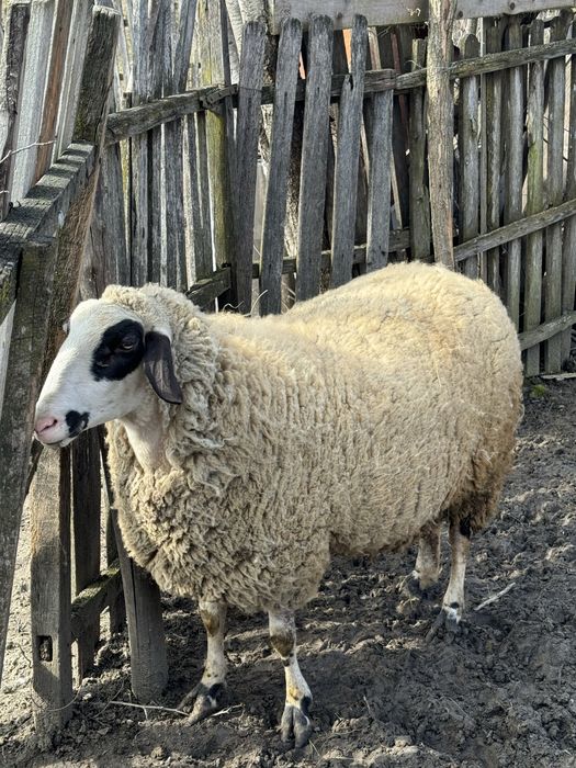 Oaie carabașă -