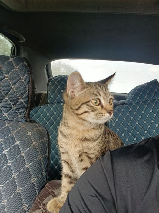 Кошка домашный..