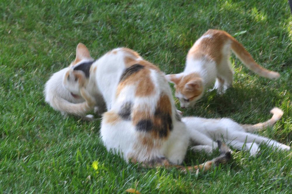 Милые котята - ждут своего хозяина