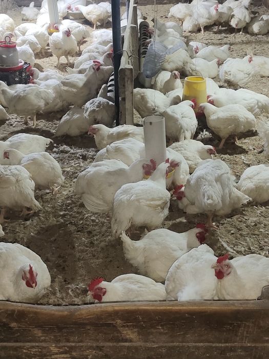 Продажа Бройлер.