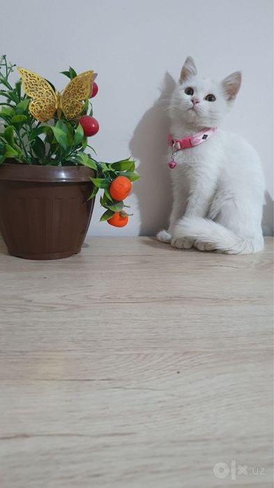 Белый скоттиш страйт 2 месяца