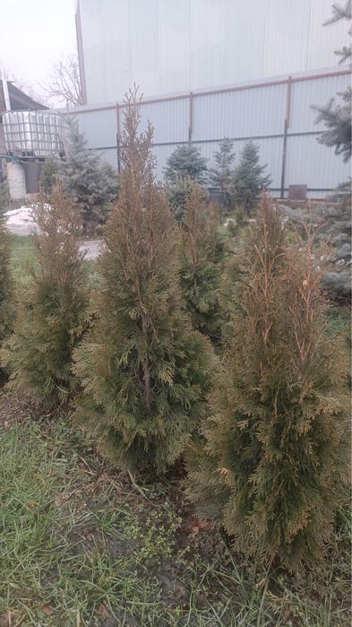 ТУЯ Смарагта туя