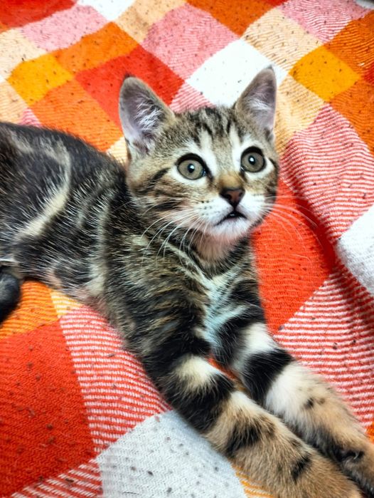 Продам котят Шотландских