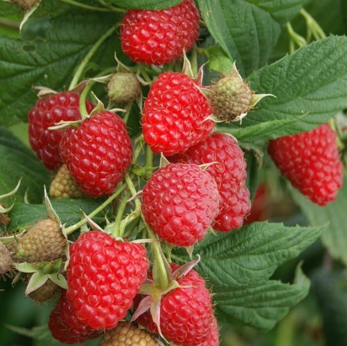 Brânză vacă/ Caş/ Zmeură