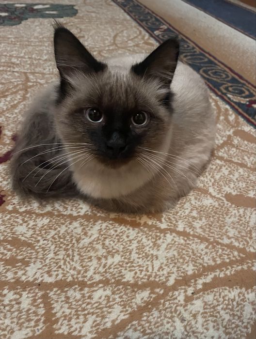 Продается сиамский кот