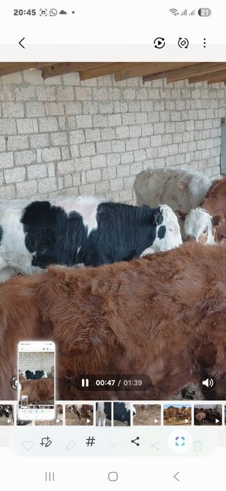 Буқалар сатылады