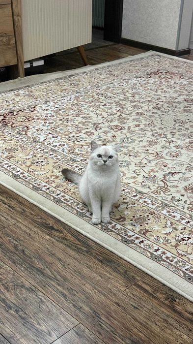 Серебристая шиншилла