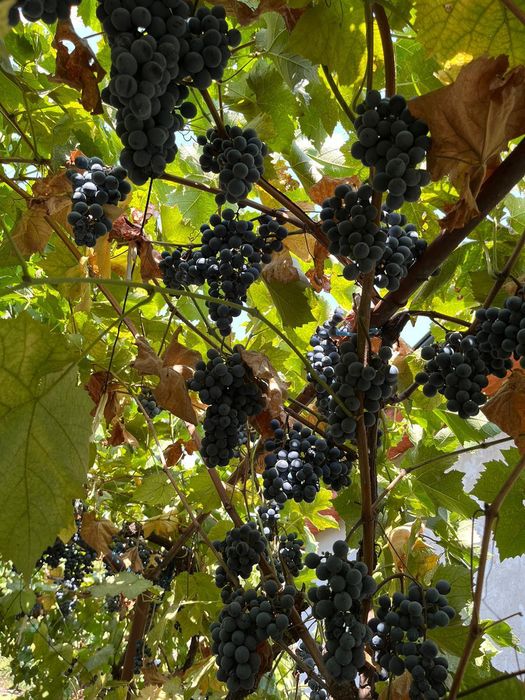 Struguri de vânzare Roșioara și negritură