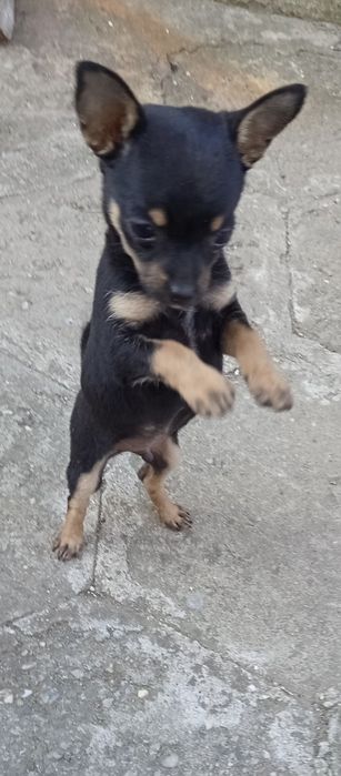 Продавам мъжко чихуахуа