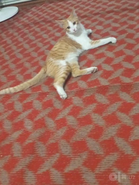 Domestic shorthair ismi baroqvoy