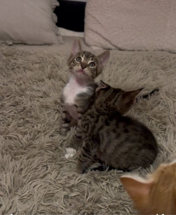 Pisoi tigrati pentru adoptie