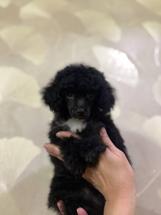 Готовиться к переезду в новый дом очаровательные девочки