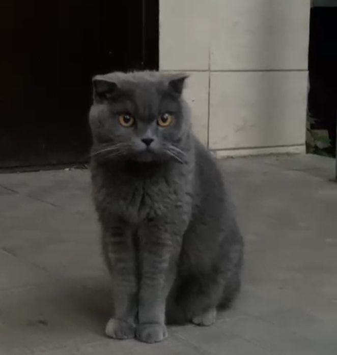 Кошка, порода британец  в поиске дома