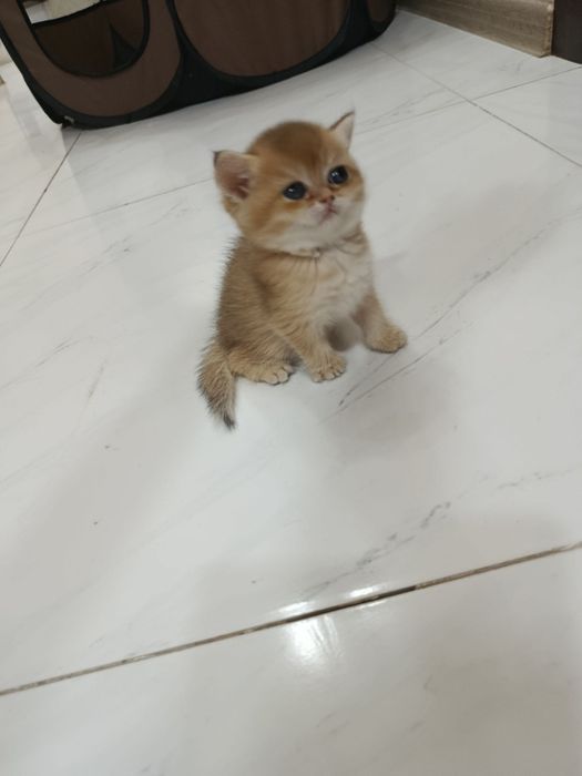 Продаётся котёнок британский