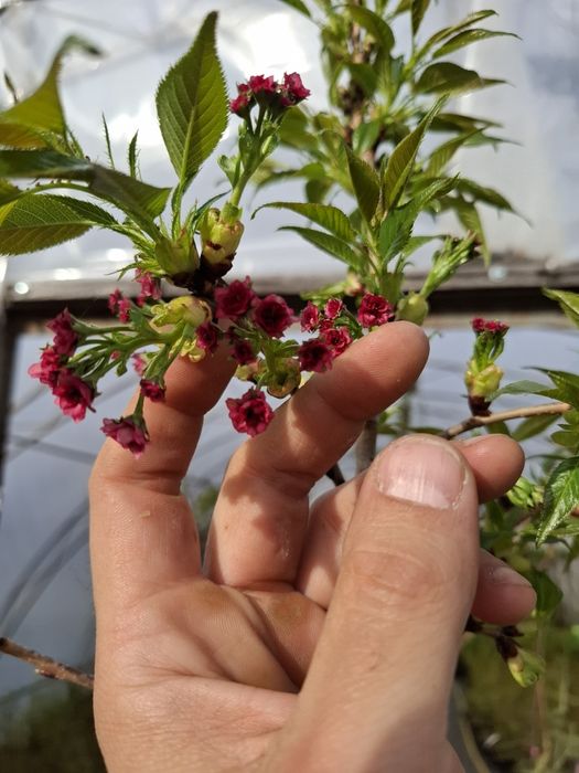 Плачеща японска вишна kiku shidare zakura