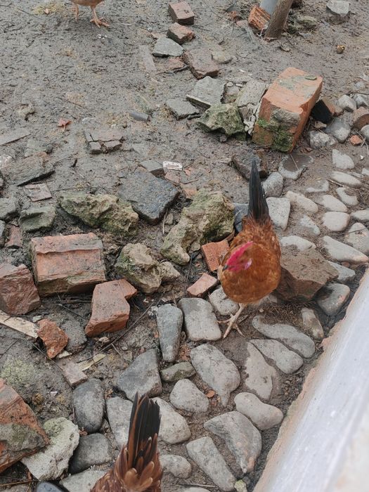 Vând 3 cocoși americani