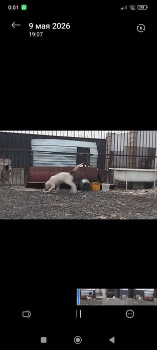 Щенки алабай  ...