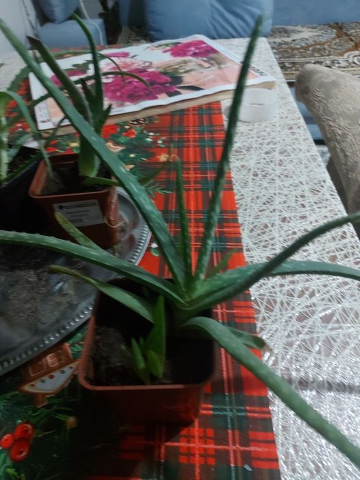 Продам растение АЛОЭ