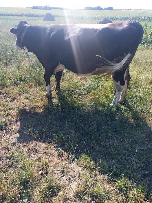 Vând vaca tânără