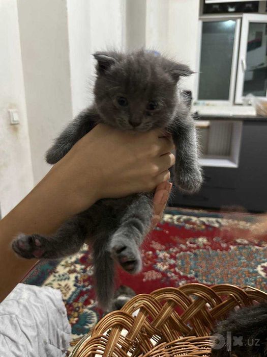 Две вислоухые скоттиш фолд котенки