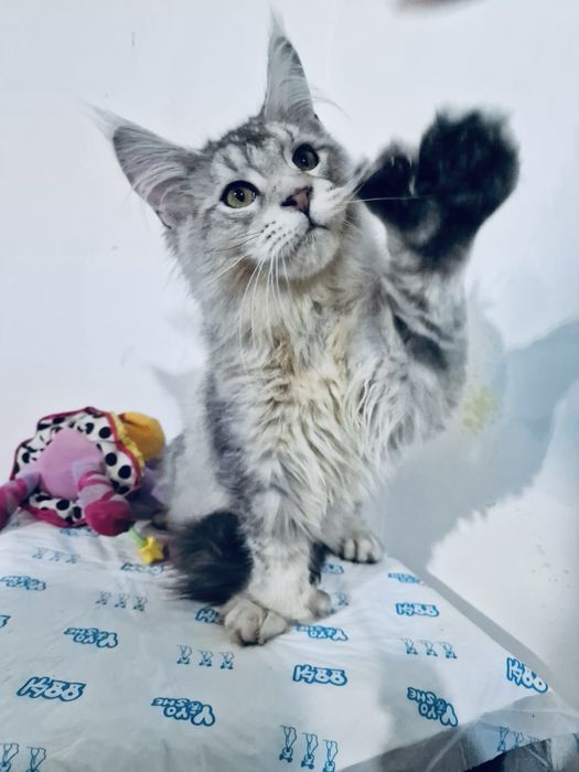 Котенок Мейн Кун