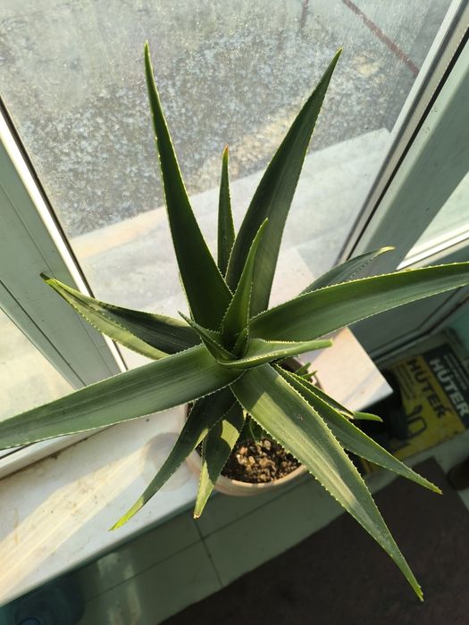 Алое вера гүлдері