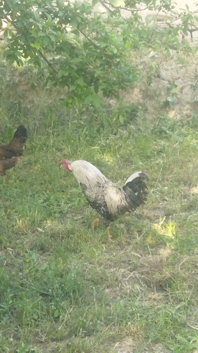 Домашние яйца, оплодотворенные, можно под курочек положитьжно под куро