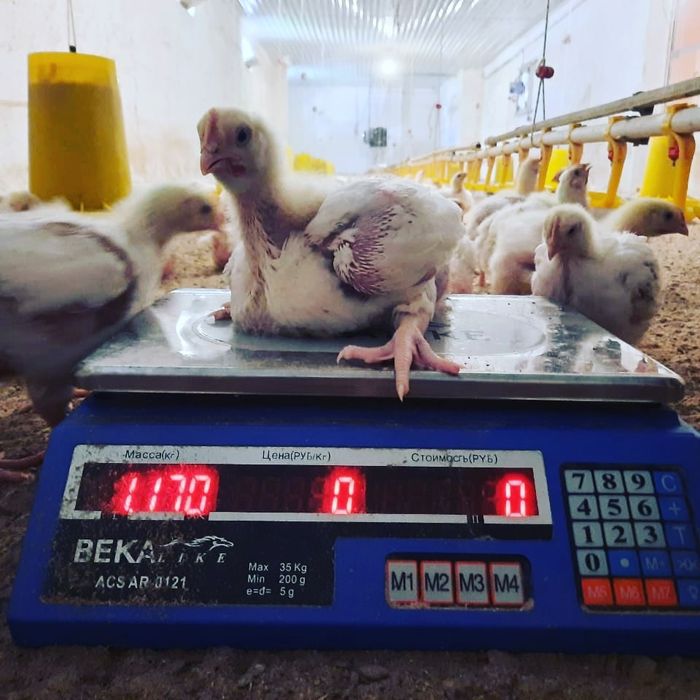 Бройлер росс 308 Шымкент