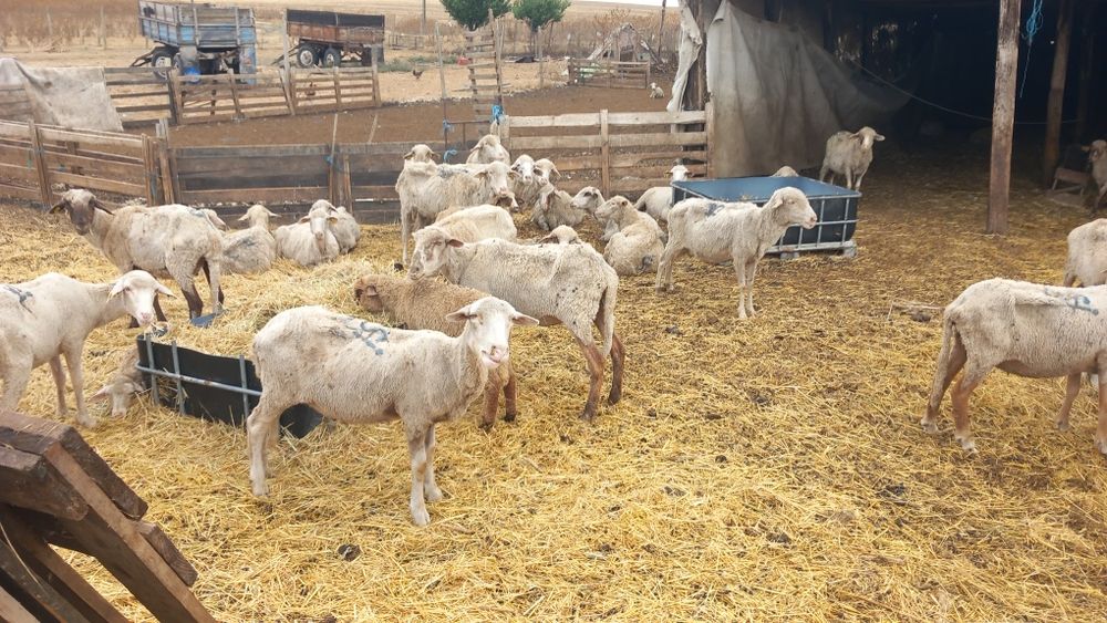 Oi de vanzare , 30 de oi