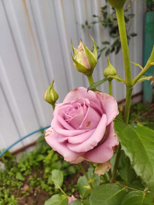 Дача 6 соток, с/т Дружба-1