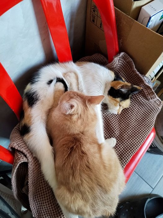 Отдам Кота в добрые руки