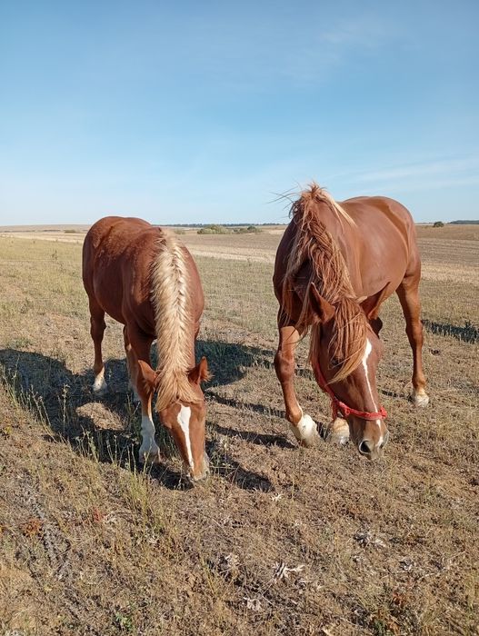 Iapă de vânzare și o mânză de 8 lunii noiembrie
