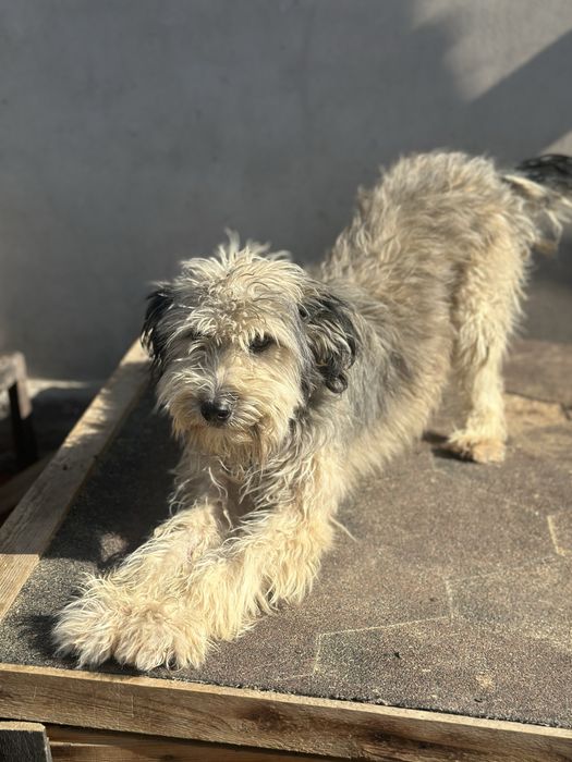 Собаки ищят дом, все стерильны.