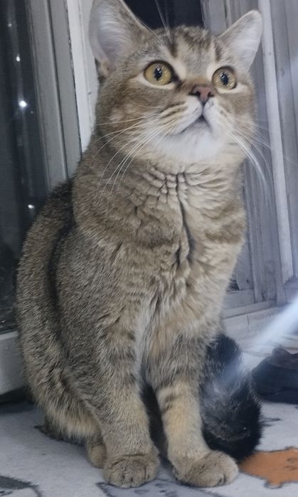 Молодой котик ждёт подругу.