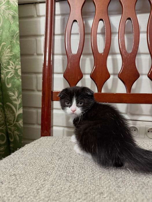 Продам девочку котенка вислоухую