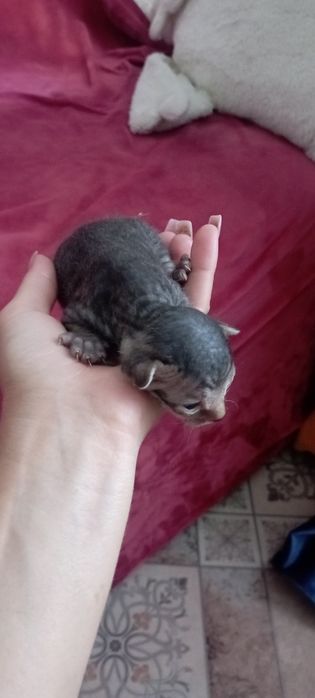 Донские сфинкс котята