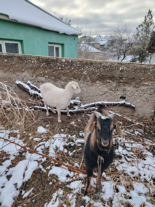 Продам русскую казу